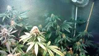 Green Crack day 44 .....almost finished