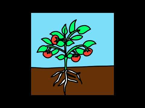 , title : 'Vòng đời của cây cà chua - Life cycle of tomato plant - Quá trình phát triển của cây cà chua'