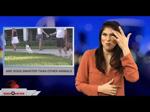 Are dogs smarter than other animals (ASL - 11.29.18)