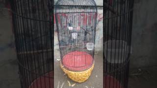 Download lagu KOLIBRI NINJA VS CIBLEK mp3