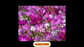 Download lagu sokkanukku vacha sundariyae # Ilayaraja # S janaki # Sp balasubrmaniam # mp3 song # song mp3 Download lagu sokkanukku vacha sundariyae # Ilayaraja # S janaki # Sp balasubrmaniam # mp3 song # song mp3