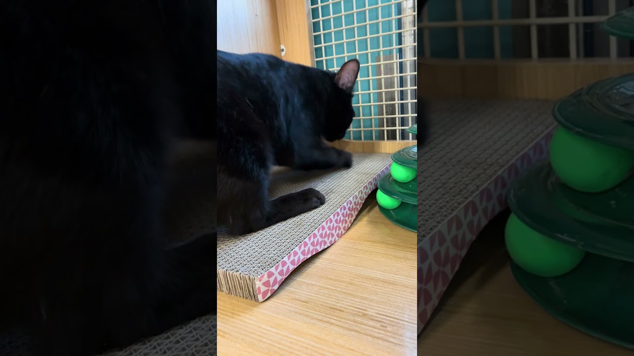 Abel, an adopted Domestic Short Hair in Los Angeles, CA video 6/6