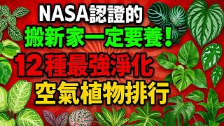 NASA認證的搬新家一定要養！12種最強淨化空氣植物排行榜