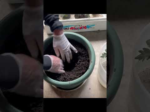 トマトを赤くする方法、冷凍ルールを守る