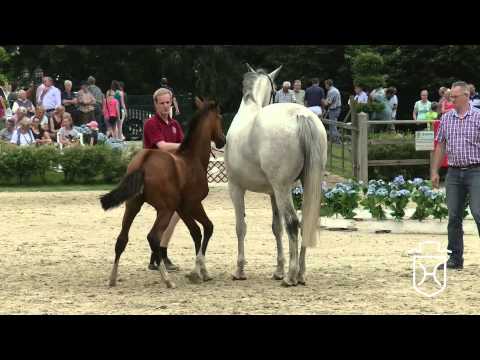 RD021 Hengstfohlen von Cascadello I   Con Air   Caretino Apple Geräte HD Höchste Qualität