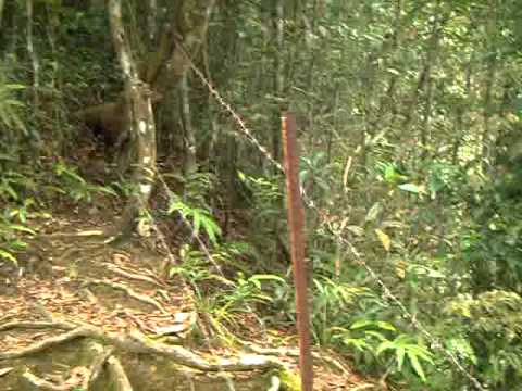 Our 2009 Sripada tour Lihini Hela