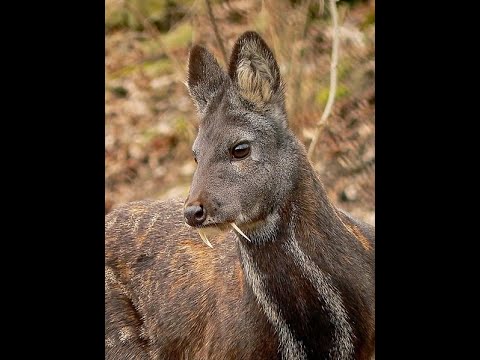 ලංකාවේ කස්තුරි ..sri lankan kasthuri.#All roud #kasthuri in sri lanka#sinhala#shorts