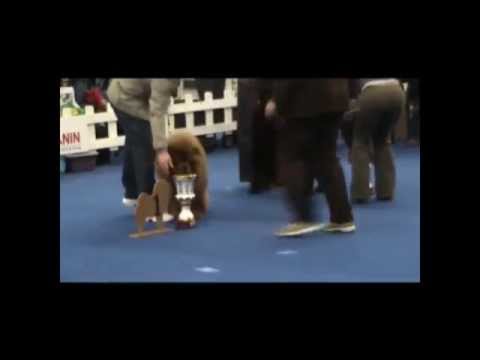 X-Red Rey dei Leoni Imperiali Speciale Arezzo.wmv