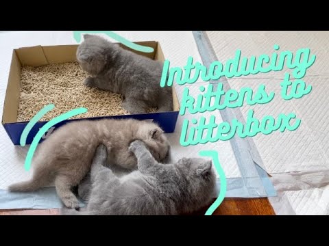 Introducing cute British Shorthair kittens to litter box | litter train