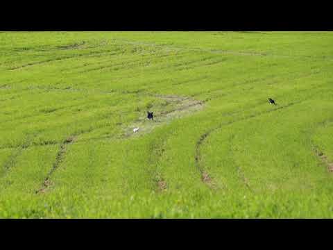 SMM-17 Jumesniemi SAN - Lähtö 15 FIN