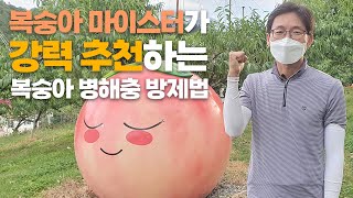 노린재, 나방, 세균구멍병 걱정 끝! 복숭아 마이스터가 인정한 병해충 방제 노하우