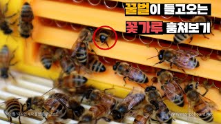 꿀벌들이 가져오는 꽃가루 훔치기.