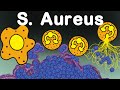 Staphylococcus Aureus Vs Immune System