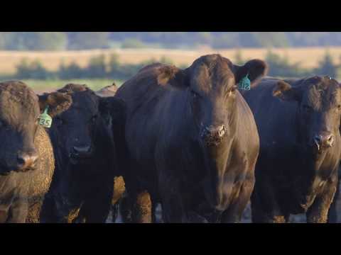 Expectations guide cattle feeding