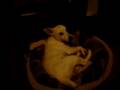 AFV 2008 Jack Russel Bibble LET SLEEPING DOGS LIE