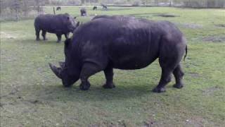 Geordie&#39;s lost his liggy