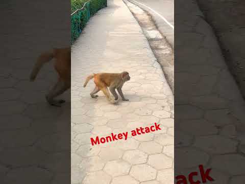 Monkey Attack 🤣🤣#animals #viral #monkey