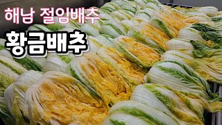 속노란 해남 황금 절임배추!  5만평 끝이 안보이는 황금배추
