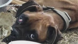 VIDEO: Tennessee boxer rescue group treats emaciated dog found in Alabama