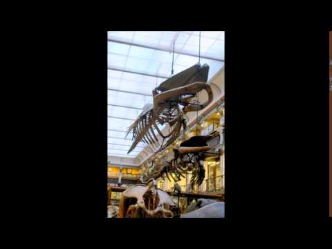 A trip to the Natural History Museum Dublin Feb 2017 (it's free!)