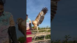 Download lagu The eagle king obeyed in one call from the tarzan girl #animals #nature #explore mp3