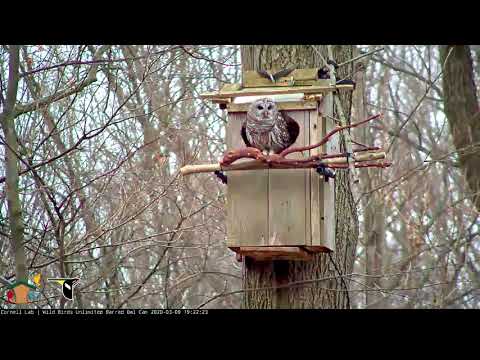 Female Barred Owl Departs the Nest Box | Cornell Lab | Wild Birds Unlimited Barred Owl Cam