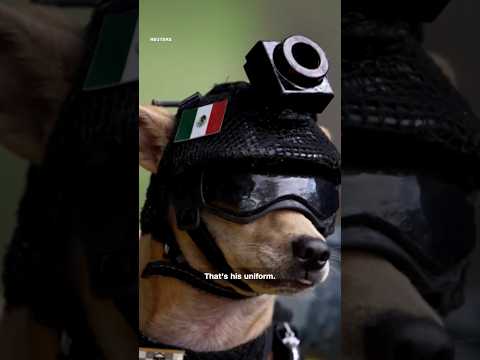 The pint-sized Chihuahua recruited to Mexico’s National Guard