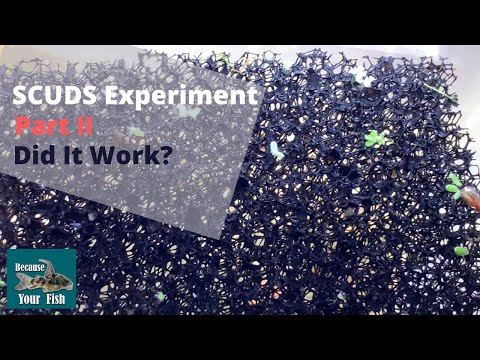Scuds Experiment. Did it work?