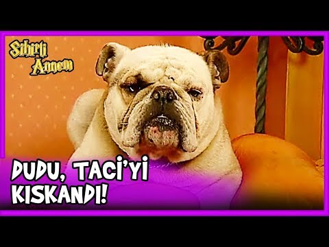Dudu, Taci'yi Safiş'ten Kıskanırsa! - Sihirli Annem 19. Bölüm