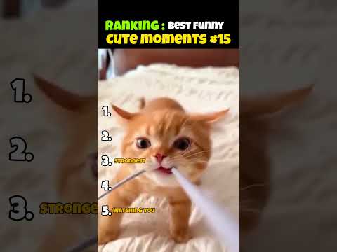 Top 5 Cutest Cat moments 😻🐾 || Part - 14 || wait for #3 #cat #catvideos #funniestcats #shorts