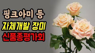 경기도농기원, 핑크아미 등 자체 개발 장미 신품종 평가회 열어