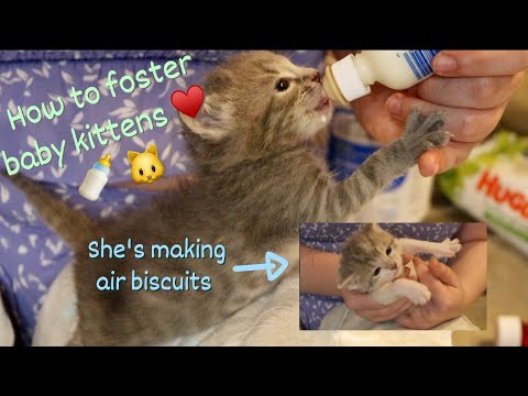 Bottle Baby Kitten Care // How to care for orphaned kittens 3-4 weeks old