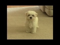 Cute Maltese puppy barking at camera Plainfield ...