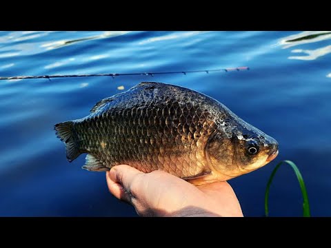 WEEKEND Z METHOD FEEDER NA PZW | Co udało się złowić?