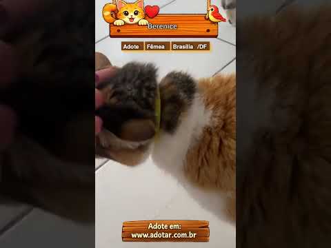 Vídeo de Berenice