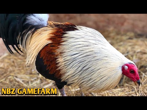 Grey Albany Kelso - NBZ FARM