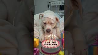 Download lagu CARA KIRIM CHIP HIGGS DOMINO•HIGGS DOMINO GLOBAL BISA KIRIM TERBARU#shorts #fyp #viral #dog mp3