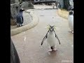 hardcore pinguin