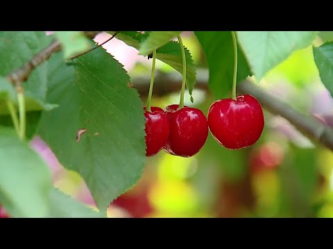 Michigan cherry season nears end, but families still enjoy you-pick experience