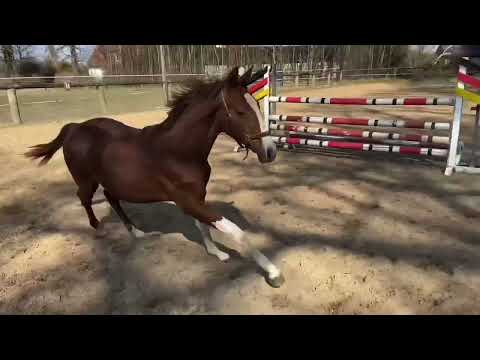 Baron Fohlen - Relevant - Don Schufro geb. 1.5.2021