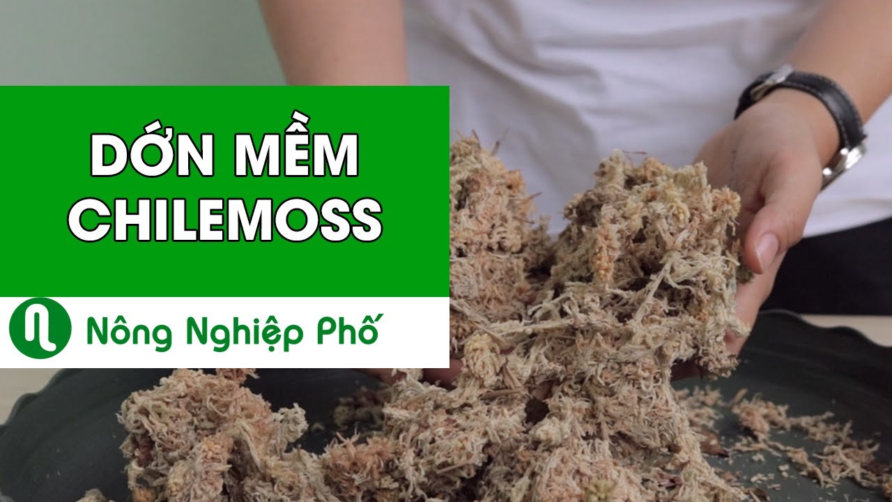 Dớn mềm chile moss trồng lan - Gói 100 gram