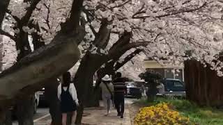 preview picture of video 'Cherry blossom '