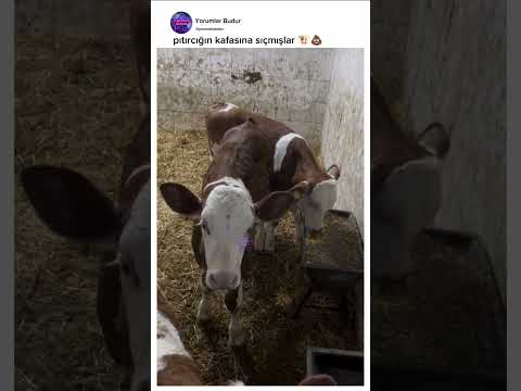 Pıtırcık'ın Başına Gelenler! 🐮💩