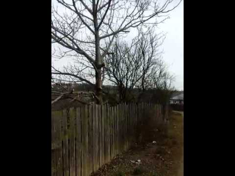 Abuz Cornet Bucșești