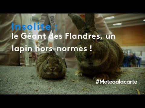 , title : 'Le Géant des Flandres, un lapin hors-normes ! - Météo à la carte'
