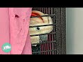 Past Owners Thought This Parrot Was Too Loud Now He Can T Stop Singing Cuddle Buddies