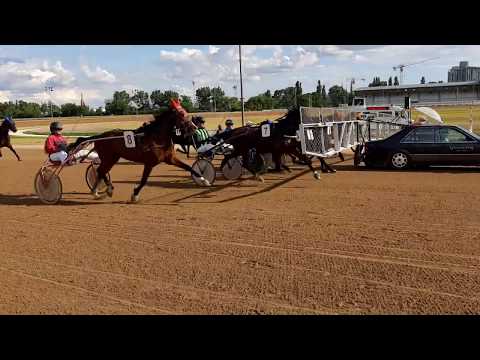 Ügető verseny start - Trabrennenstart. Kincsem Park, Budapest