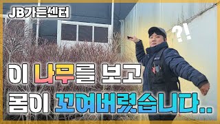 세상의 단 하나뿐인 나만의 나무를 찾는다면?! 랜드마크로 사용하기 좋은 나무! 조형 셀릭스 추천드립니다 JB…