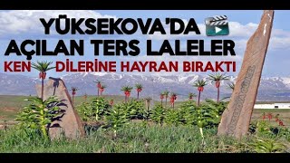Yüksekova’da Açılan Ters Laleler Kendilerine Hayran Bıraktı