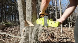 Cutting Down a Tree - QUICK and EASY! - Ryobi 14 Inch Cordless Battery Powered Chain Saw